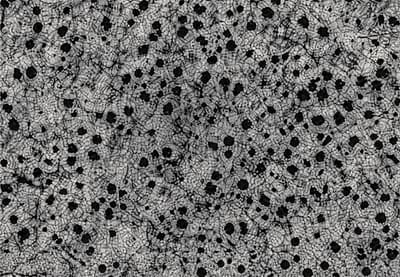 Microstructure of a roll sample at 200× magnification