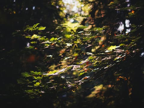 Maple leaves in warm sunlight against a dark forest